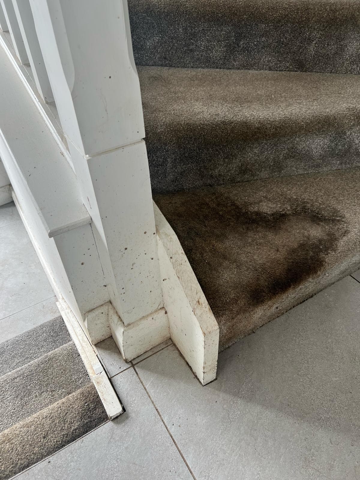 Carpet Cleaning in Rosetta - Professional service example 2