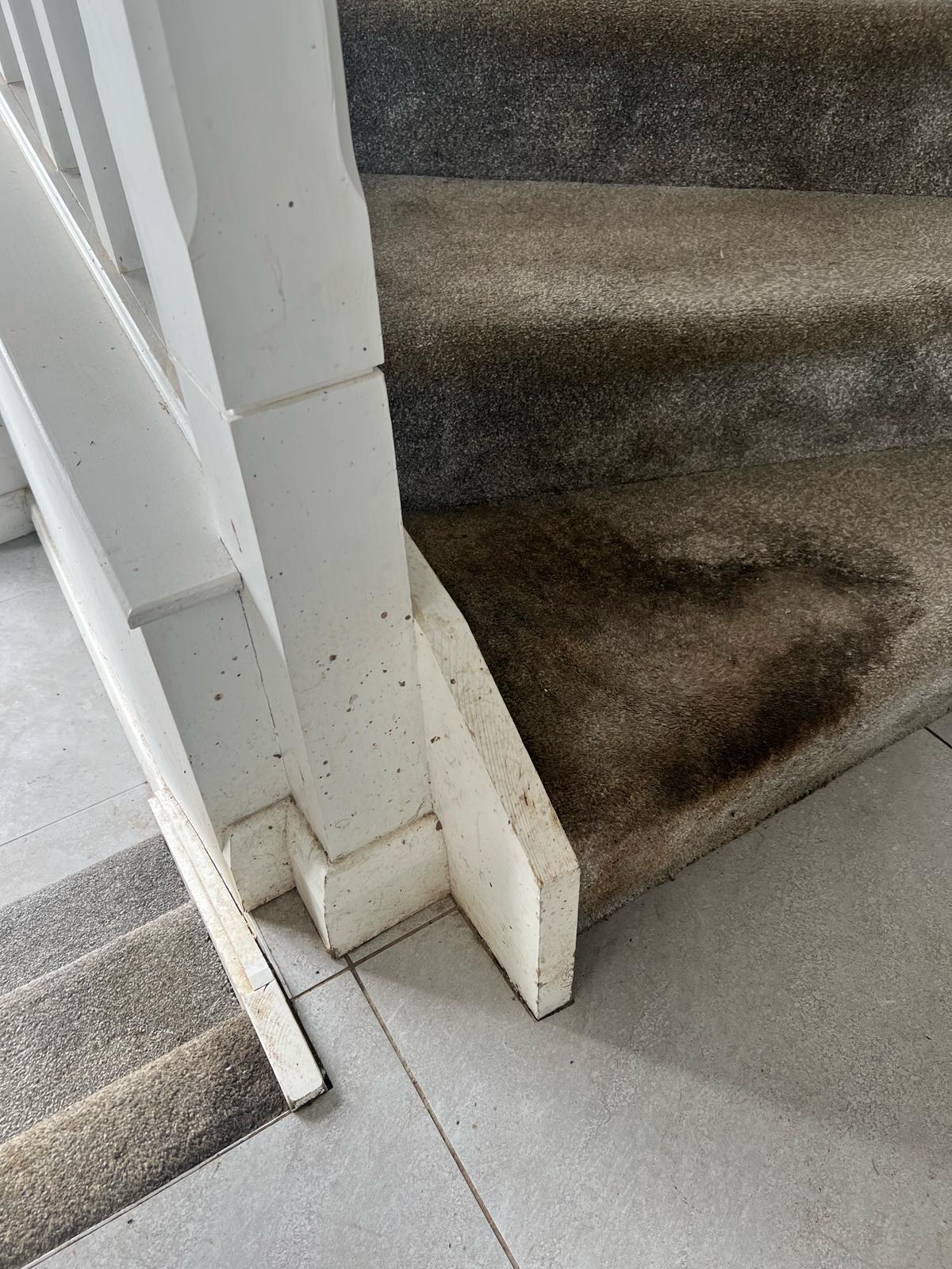 Carpet Cleaning Belfast work example 2