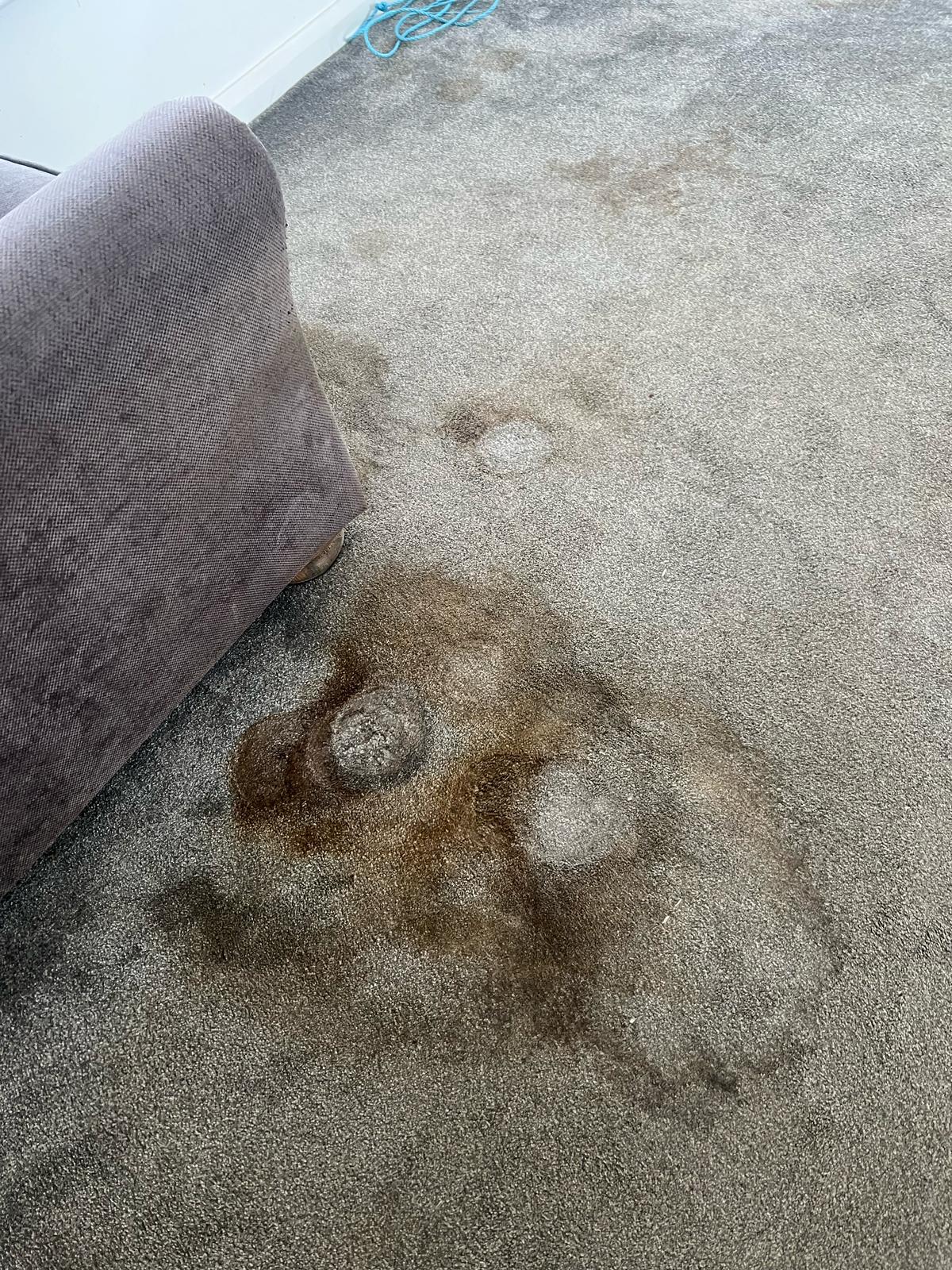 Carpet Cleaning Belfast work example 6